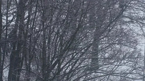 Heavy snowfall in winter in the park Stock Footage 142755038