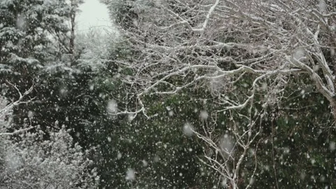 Heavy snowfall in winter park with snow-covered tree branches 库存影片 331285684