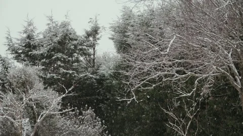Heavy snowfall in winter park  with snow-covered tree branches Stock Footage 331286183