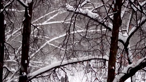Heavy snowfall in winter. Tree branches are covered in a thick layer of snow Stock Footage 326831820