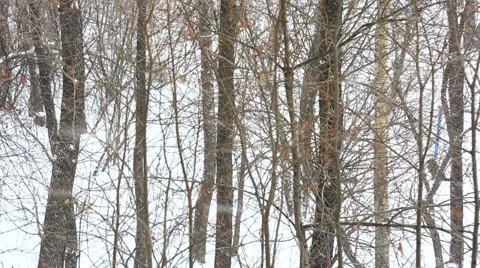 Heavy snowfall in the wood in cloudy day Stock Footage 47189964