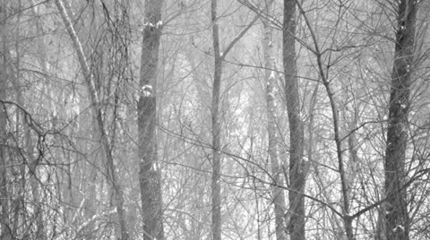 Heavy snowfall in the wood.  Forest trees covered with new falling snow Stock Footage 35173911