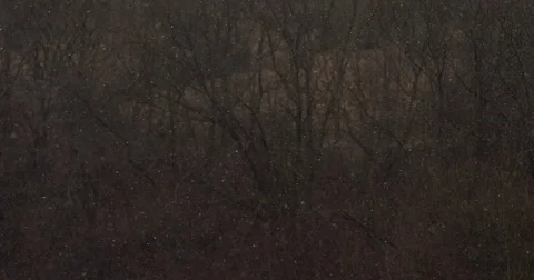 Heavy Snowfall in the Woods, 4K Stock Footage 84914373