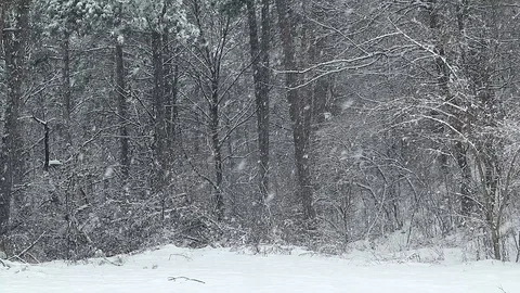 Heavy snowfall in the woods Stock Footage 85701007