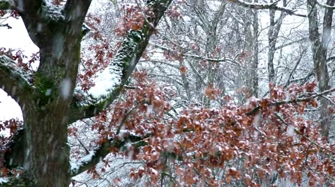 Heavy snowing in a forest Stock Footage 46549795