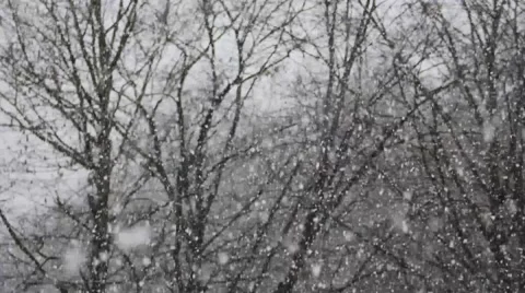 Heavy snowing in the forest Stock Footage 57670622