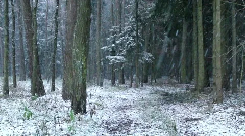 Heavy snowing in a forest Stock Footage 59574925