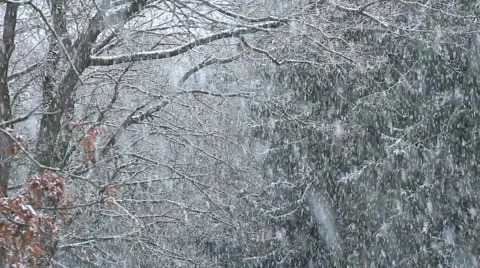Heavy snowing in a forest Stock Footage 61179487