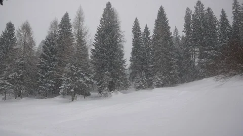 Heavy snowing in the forest Stock Footage 88341976