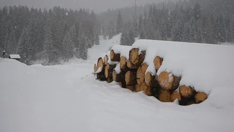 Heavy snowing in the forest Stock Footage 88386458