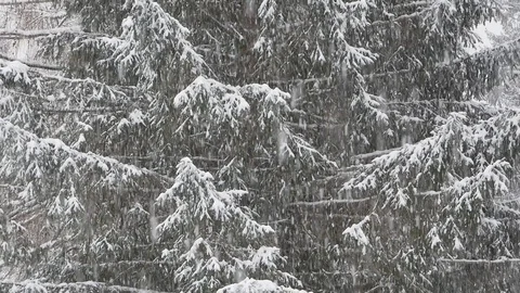 Heavy snowing in the forest Stock Footage 88387267