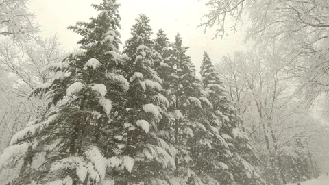 Heavy snowstorm in forest. Slow motion, steadicam shot Stock-Footage 103815643
