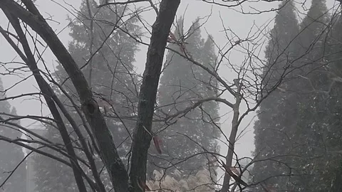 Heavy Snowstorm Reduces Visibility Through Winter Trees Stock Footage 346182384