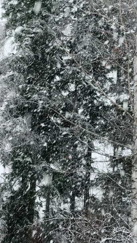 Heavy snowstorm snowflake falling down in tree forest. Winter nature concept Stock Footage 323762934