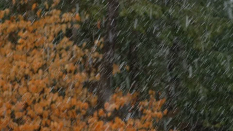 Heavy snowstorm in soft focus winter forest in background Stock Footage 129854226