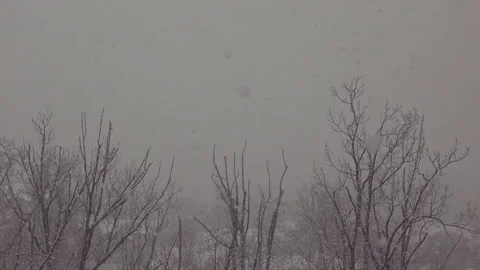 Heavy snowstorm on trees background. Stock-Footage 146142998