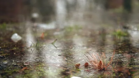 Heavy spring rain falling on wet forest ground with pine needles and meltin.. Stock Footage 339644740