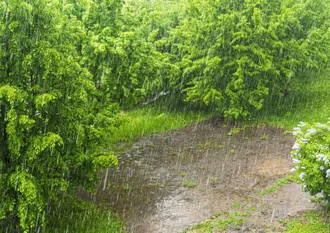 Heavy spring shower. 库存照片