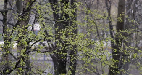 Heavy spring snowfall 库存影片 189901911