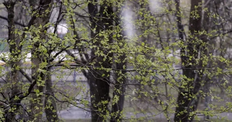 Heavy spring snowfall Stockbeeldmateriaal 189902495