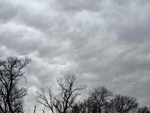 Heavy Storm Clouds Above Bare Winter Tree Line Stock-Fotos