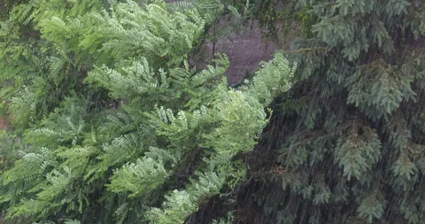 Heavy storm with rain and wind. Stockbeeldmateriaal 111667487