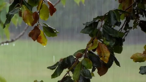 Heavy storm rainfall over English Oak acorn tree Quercus Robur branches Stock Footage 346885400