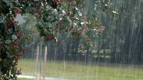 Heavy storm rainfall over rowan mountain ash tree Sorbus Aucuparia branches Stock Footage 346885649