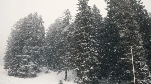 Heavy storm snow or snowfall over spruce tree forest covered with white snow  Stock Footage 128292708