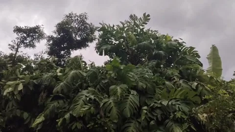 Heavy storm winds are shaking the tree to signal is the hard rain Stock Footage 318262012