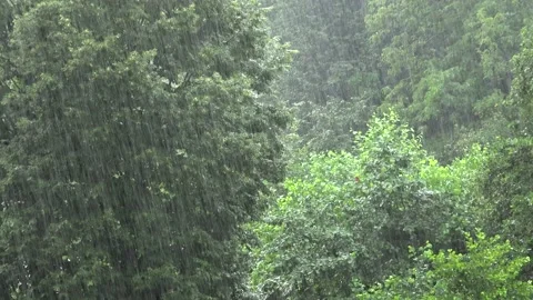 Heavy Strong Rain in Dense Broadleaf Green Forest Stock Footage 144039296