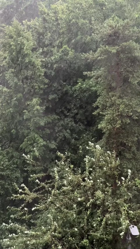 Heavy summer rain and gusty winds blanket the pine trees and greenery Stock Footage 337107952