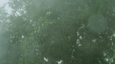 Heavy summer rain background. Stock Footage 310578592