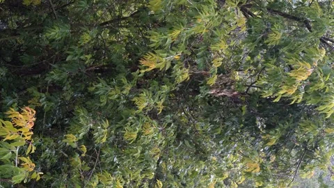 Heavy summer rain on the background of green trees. Vertical video. Stock Footage 246461352
