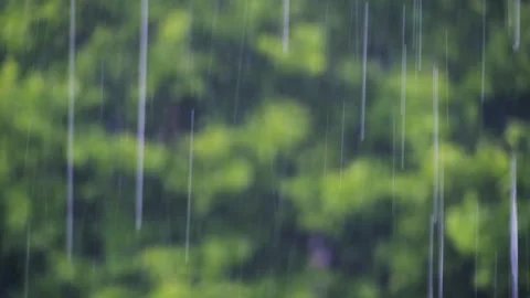 Heavy summer rain falling against a blurred background of lush green tree leaves Stock Footage 341996631