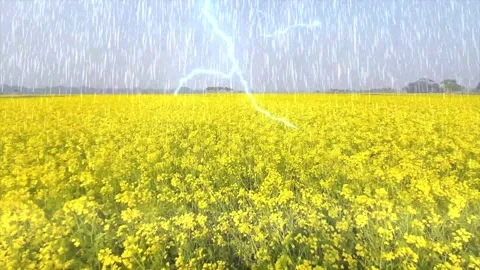 Heavy summer rain falling on colorful wildflowers in a field Stock Footage 325331123