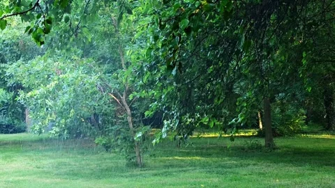 Heavy summer rain falling in a green park. Stock Footage 311160600