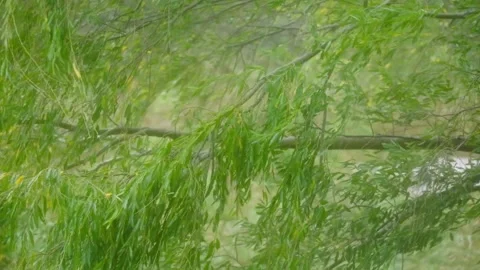 Heavy summer rain falling on green willow tree branches during storm. Stock Footage 337519392