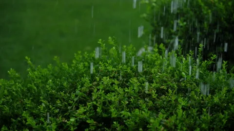 Heavy summer rain falling on lush green bushes and vegetation during an intense Vidéo 345477548