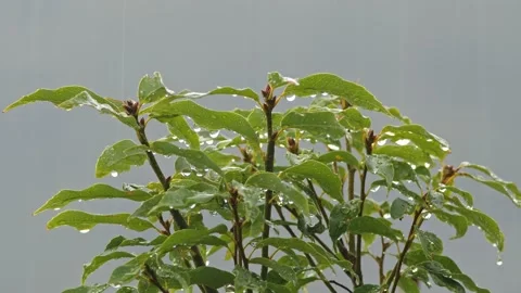 Heavy Summer Rain Falling on a Plant. Stock-Footage 207623443