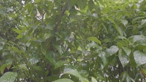 Heavy summer rain Falling On Tree Leaves, nature forest relaxing footage Stock Footage 305764467