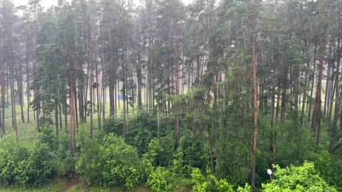 Heavy summer rain in a lush pine forest with tall evergreen trees  Vídeo Stock 337301920