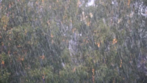 Heavy summer rain over birch trees Stock Footage 129660686