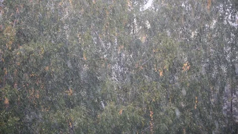 Heavy summer rain over birch trees, focus changing Stock Footage 129660714