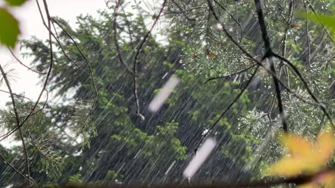A heavy summer rain pours down over the lush green leaves of trees. Droplets bou Stock Footage 310846496