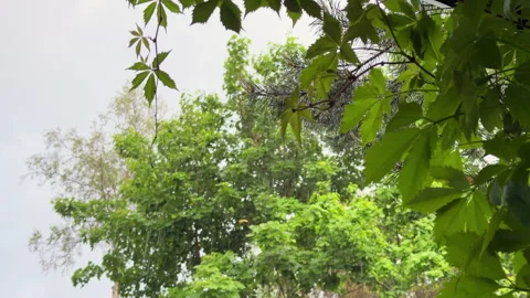 A heavy summer rain pours down over the lush green leaves of trees. Droplets bou 스톡 동영상 310846509