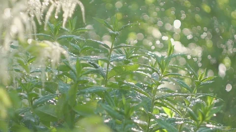 Heavy summer rain, raindrops, decorative Bush rain jets. Видео 90989095