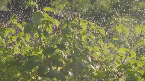 Heavy summer rain, raindrops, raspberry Bush with green berries and rain jets. Stock Footage 90987797
