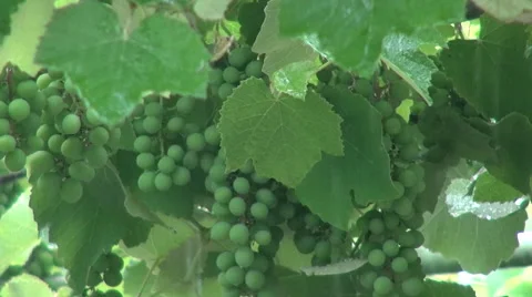 Heavy summer rain, raindrops, vineyard, unripe grapes, bunch, winery Stock Footage 53931624