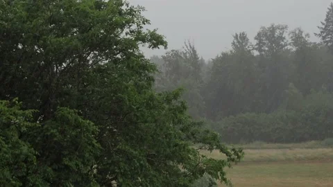 Heavy summer rain, wind and thunderstorms Stock Footage 201362051